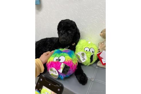 成約済の東京都のミックス犬-175543の14枚目