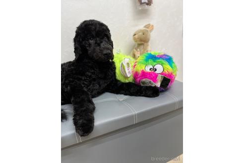 成約済の東京都のミックス犬-175543の13枚目