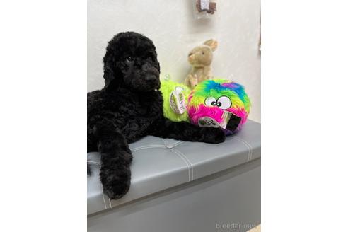 成約済の東京都のミックス犬-175543の12枚目