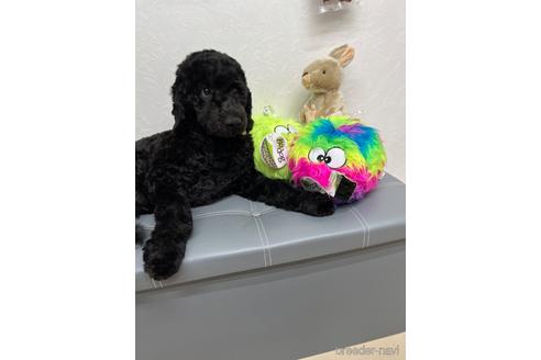 成約済の東京都のミックス犬-175543の11枚目