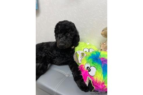 成約済の東京都のミックス犬-175543の10枚目
