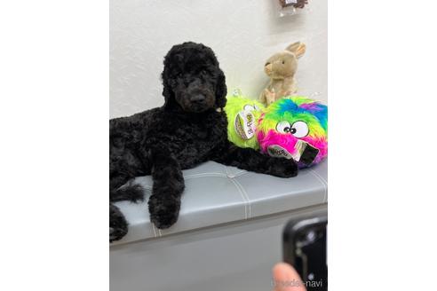 成約済の東京都のミックス犬-175543の9枚目