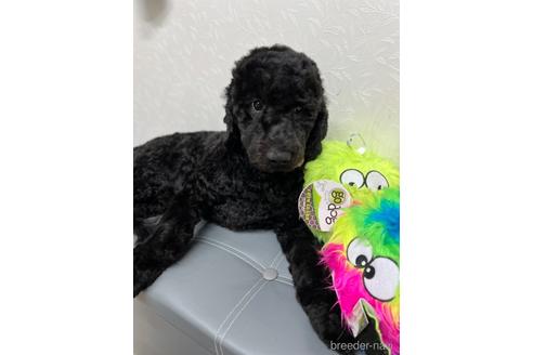 成約済の東京都のミックス犬-175543の5枚目