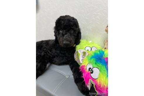 成約済の東京都のミックス犬-175543の4枚目