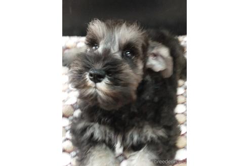 子犬
