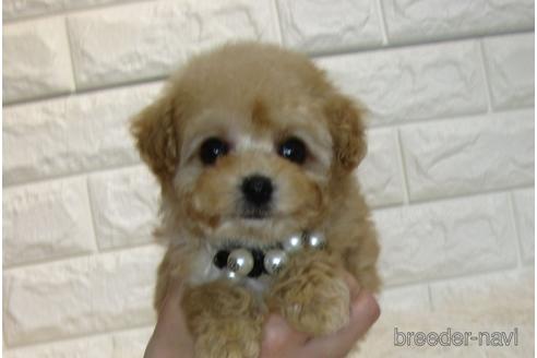 成約済の茨城県のトイプードル-175571の1枚目