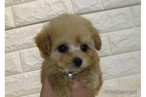 成約済の茨城県のトイプードル-175571の2枚目