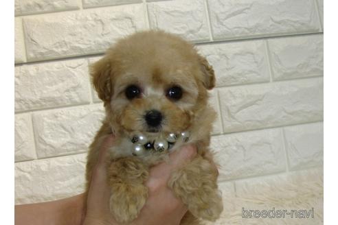 成約済の茨城県のトイプードル-175571の3枚目