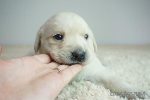 成約済の奈良県のラブラドールレトリーバー-175580の2枚目