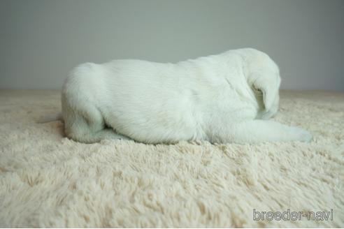 成約済の奈良県のラブラドールレトリーバー-175582の2枚目