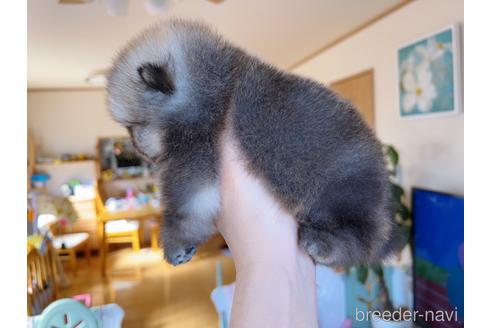 成約済の岐阜県のポメラニアン-174512の5枚目