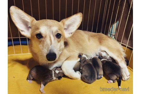 ルーシーちゃん1枚目