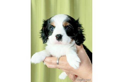 成約済の埼玉県のキャバリアキングチャールズスパニエル-170035の3枚目