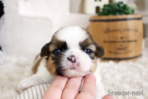 成約済の佐賀県のシーズー-175633の1枚目