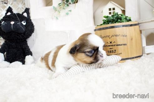 成約済の佐賀県のシーズー-175633の3枚目