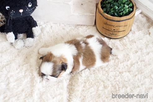 成約済の佐賀県のシーズー-175633の2枚目