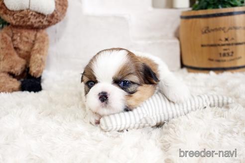 成約済の佐賀県のシーズー-175635の5枚目