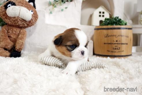 成約済の佐賀県のシーズー-175635の4枚目