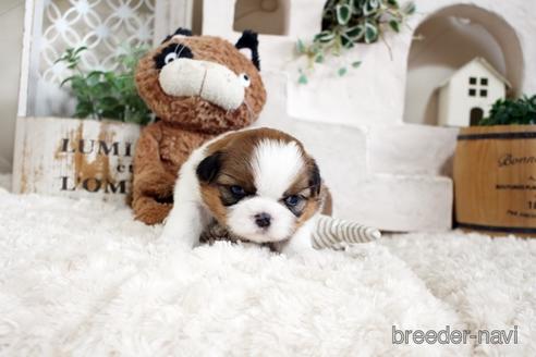 成約済の佐賀県のシーズー-175635の3枚目