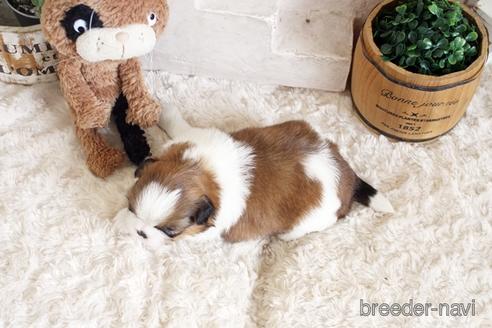 成約済の佐賀県のシーズー-175635の2枚目