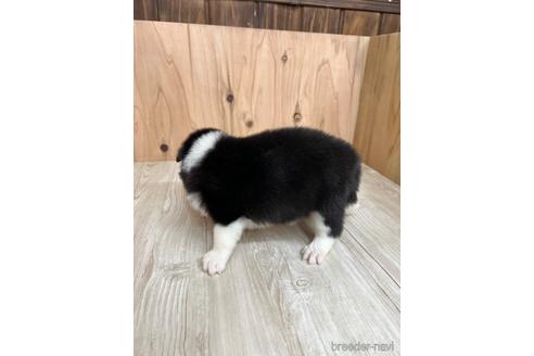 成約済の愛知県のボーダーコリー-175640の2枚目