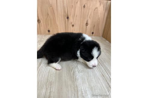 成約済の愛知県のボーダーコリー-175640の3枚目