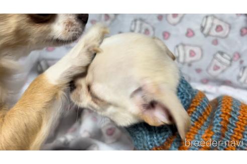 成約済の千葉県のチワワ(スムースコート)-174569の12枚目