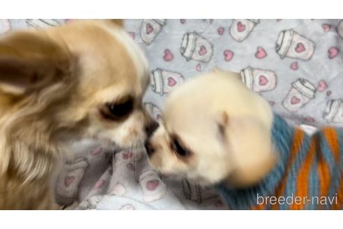 成約済の千葉県のチワワ(スムースコート)-174569の11枚目