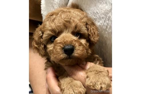 成約済の静岡県のトイプードル-175739の1枚目