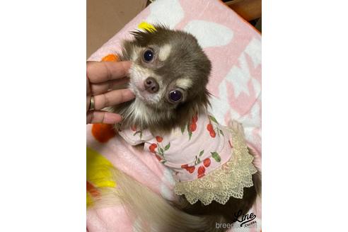 成約済の三重県のチワワ(ロングコート)-175756の4枚目