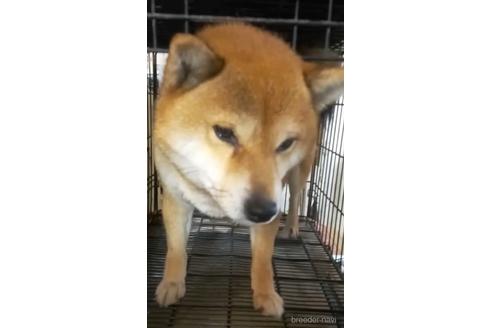 成約済の岐阜県の豆柴-175840の1枚目