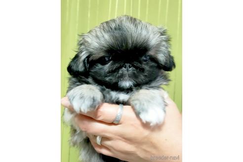 成約済の埼玉県のペキニーズ-169350の5枚目