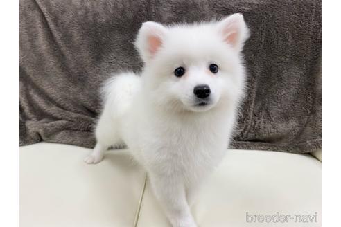 子犬
