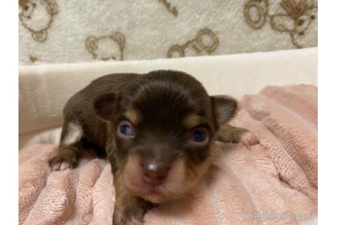 成約済の神奈川県のチワワ(ロングコート)-174810の49枚目