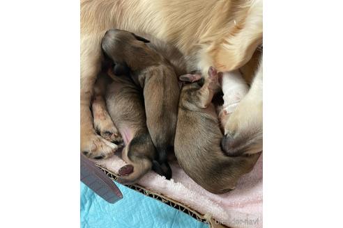 成約済の福岡県のカニンヘンダックスフンド(ロングヘアード)-175857の1枚目