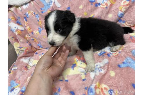 成約済の福岡県のボーダーコリー-173863の3枚目