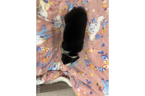 成約済の福岡県のボーダーコリー-173863の2枚目