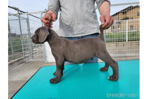 愛知県のその他の犬種 男の子 22 02 08生まれ ブルー 子犬id ブリーダーナビ