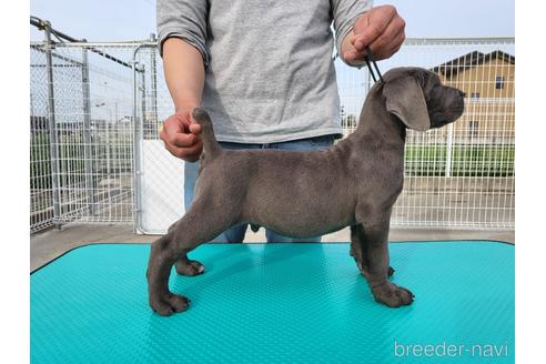 愛知県のその他の犬種 男の子 22 02 08生まれ ブルー 子犬id ブリーダーナビ