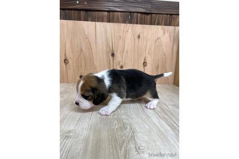 成約済の愛知県のビーグル-175919の4枚目