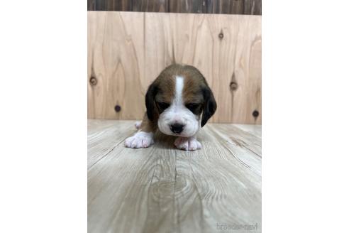 成約済の愛知県のビーグル-175919の1枚目