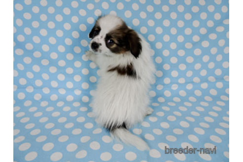 成約済の千葉県のパピヨン-172510の4枚目