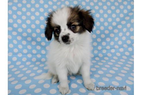 成約済の千葉県のパピヨン-172510の3枚目