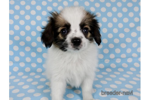 成約済の千葉県のパピヨン-172510の2枚目