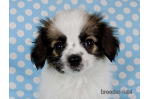 成約済の千葉県のパピヨン-172510の1枚目