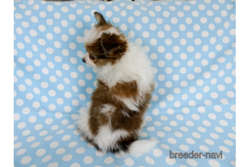 成約済の千葉県のパピヨン-173200の4枚目