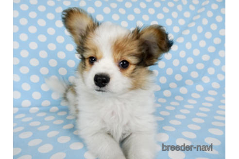 成約済の千葉県のパピヨン-173200の3枚目