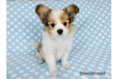 成約済の千葉県のパピヨン-173200の2枚目