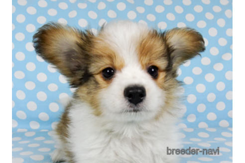 成約済の千葉県のパピヨン-173200の1枚目