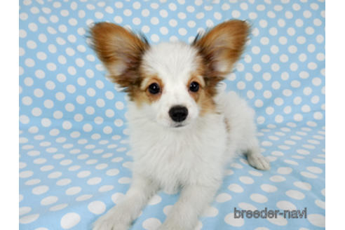 成約済の千葉県のパピヨン-169920の3枚目